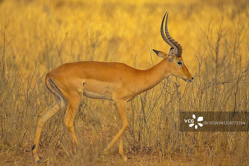 坦桑尼亚塔兰吉雷国家公园的葛氏瞪羚图片素材