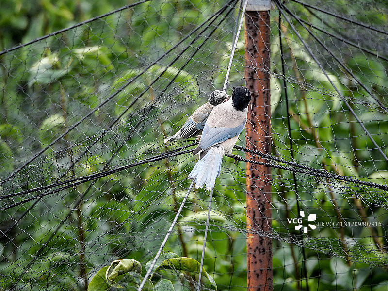 蓝翅八哥图片素材