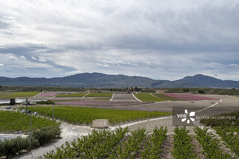 西班牙东南部果树开花——李树和不同品种的桃树图片素材