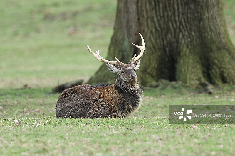 休息中的雄性梅花鹿图片素材