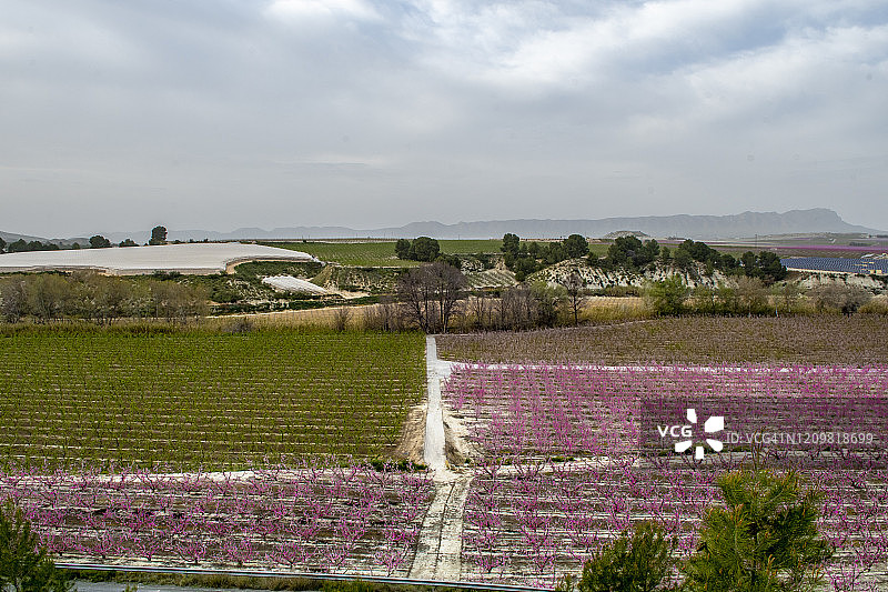 西班牙东南部果树开花——李树和不同品种的桃树图片素材
