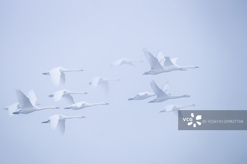 雾中飞翔的小天鹅图片素材