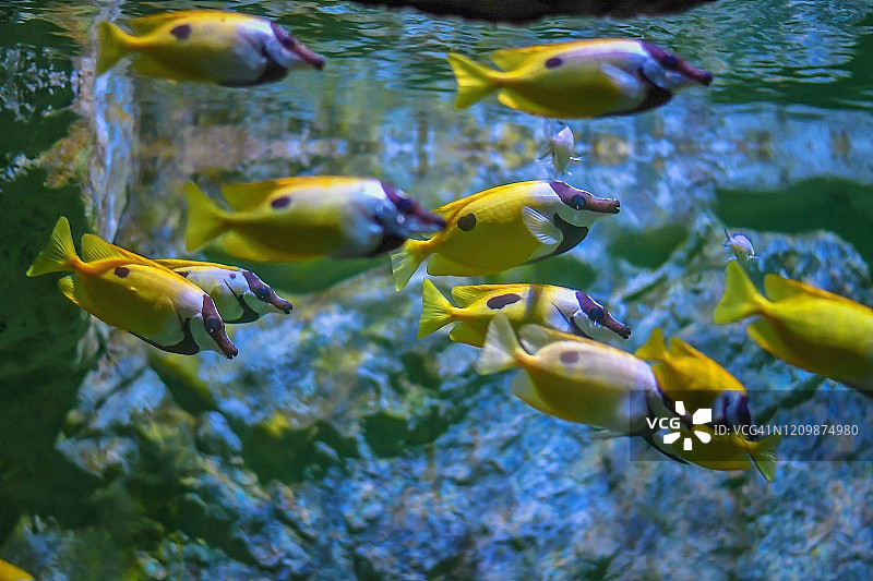 泰国亚洲水族箱中色彩鲜艳的热带鱼特写图片素材