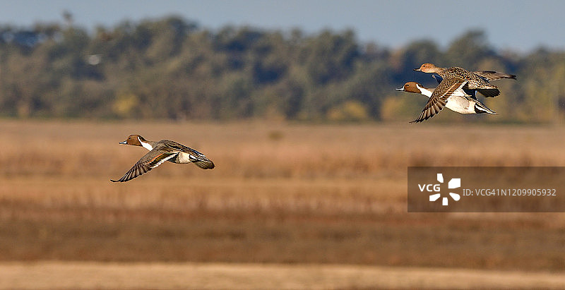 秋冬季太平洋迁徙路线上的针尾鸭群图片素材
