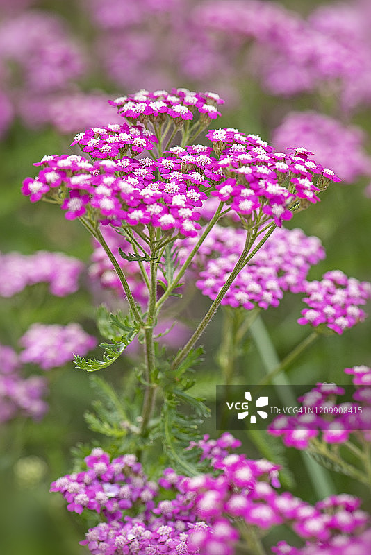 粉红葡萄柚蓍草夏季花朵特写图片素材