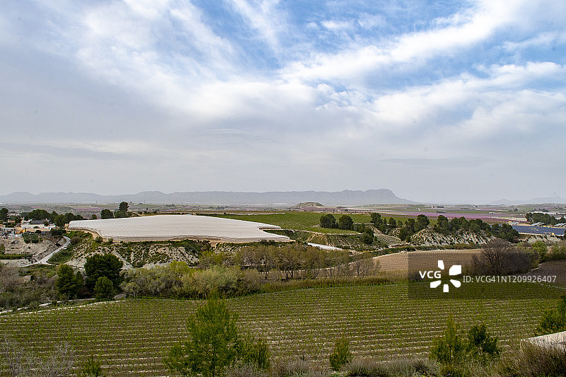 西班牙东南部果树开花——李树和不同品种的桃树图片素材