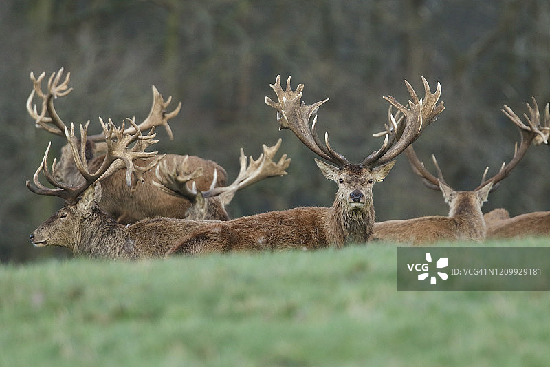 壮丽的红鹿在田野里休息图片素材