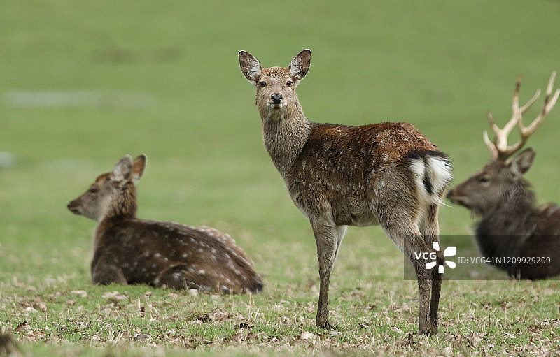 冬季田野中休息的东北梅花鹿图片素材