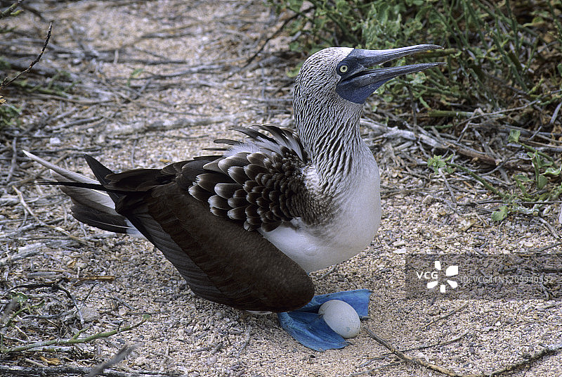 加拉帕戈斯群岛的蓝脚鲣鸟和蛋图片素材
