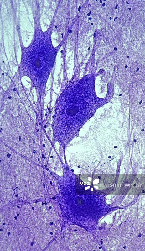 脊髓灰质中的运动神经元网络，50倍图片素材