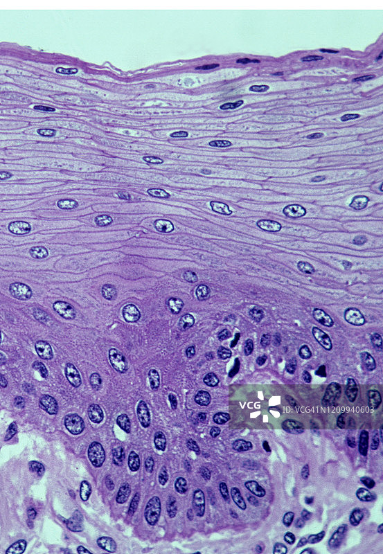 复层扁平上皮（非角化）口腔，200倍放大图片素材