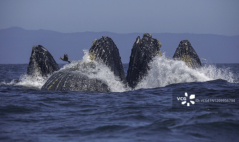 座头鲸突进式捕食图片素材