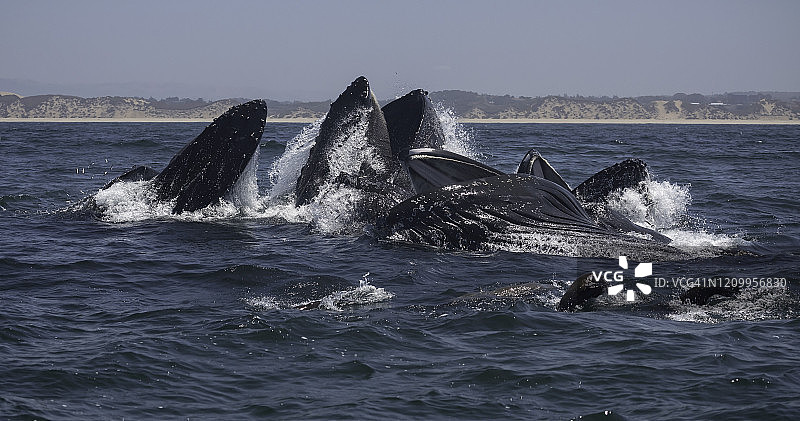 座头鲸突进式捕食图片素材