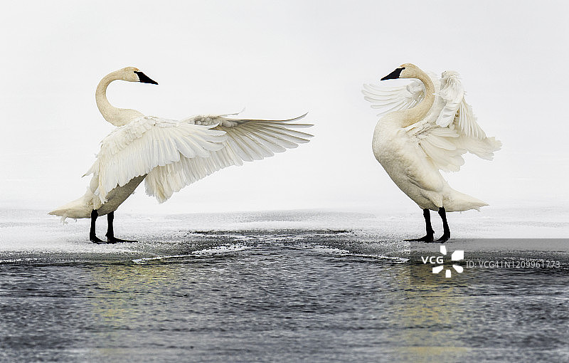 冬季黄石公园海顿山谷里的大号角天鹅图片素材