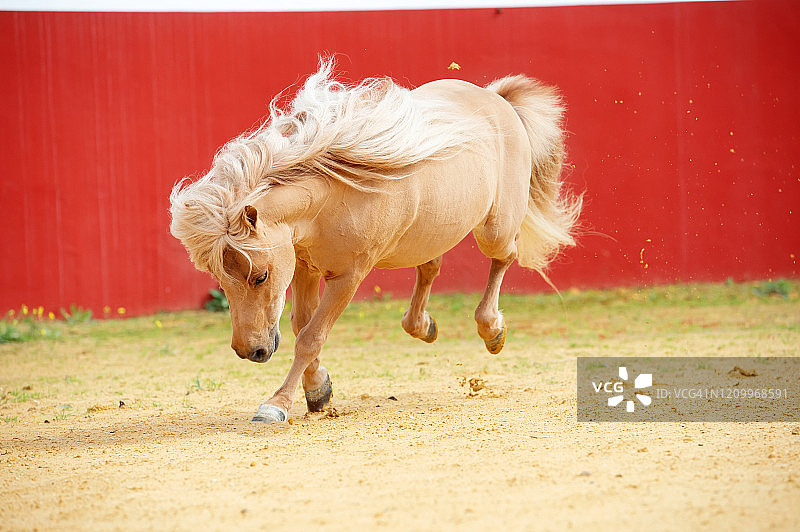 栗色小马在西班牙的安达卢西亚奔跑图片素材