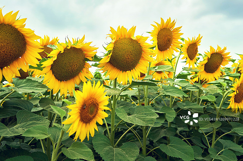 盛开的向日葵花田图片素材