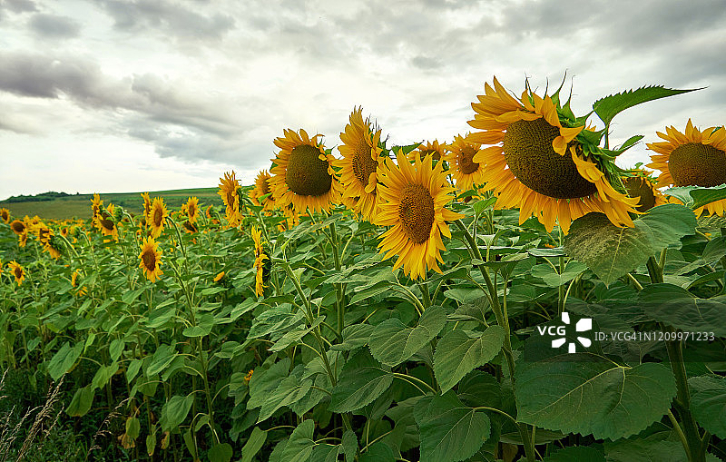 向下看的向日葵图片素材