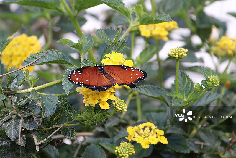 帝王斑蝶图片素材