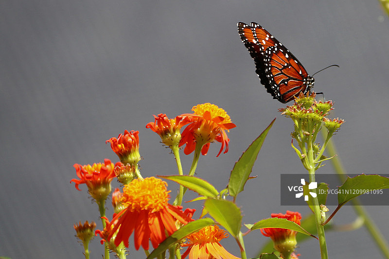 帝王斑蝶图片素材