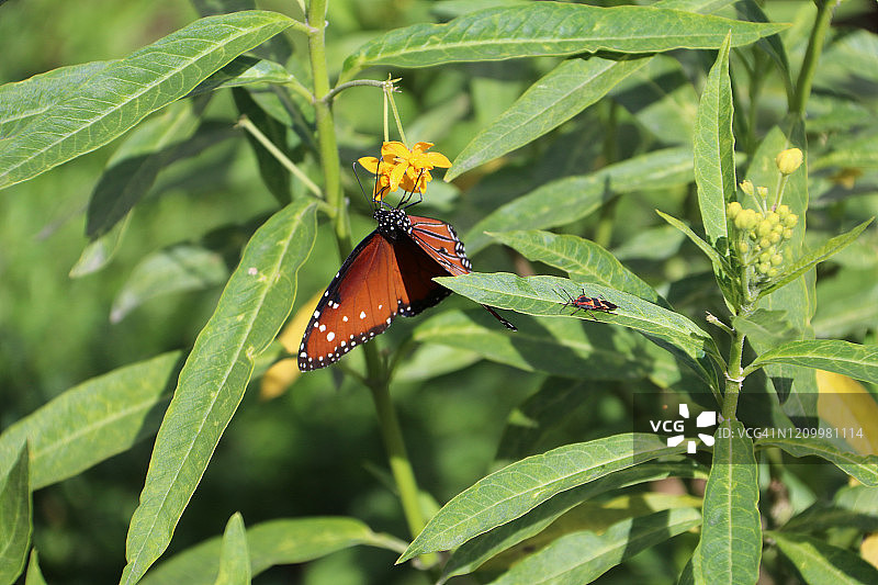 帝王斑蝶图片素材