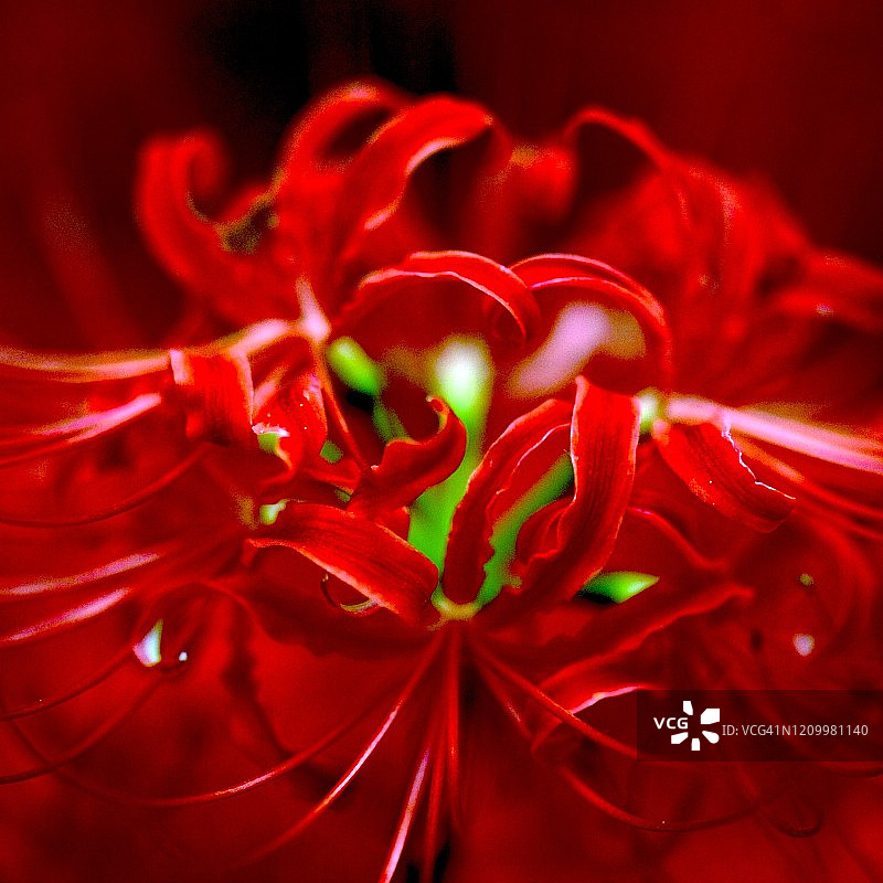 石蒜花图片素材