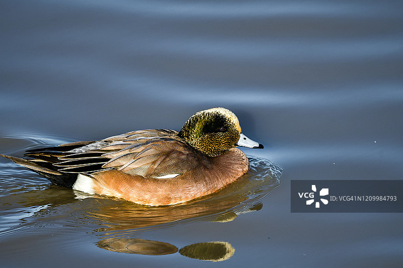 美洲文鸟鸭在拉诺塞科国家野生动物保护区的水中休息图片素材