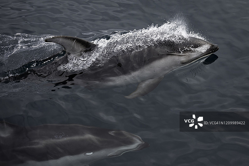 太平洋白边海豚图片素材