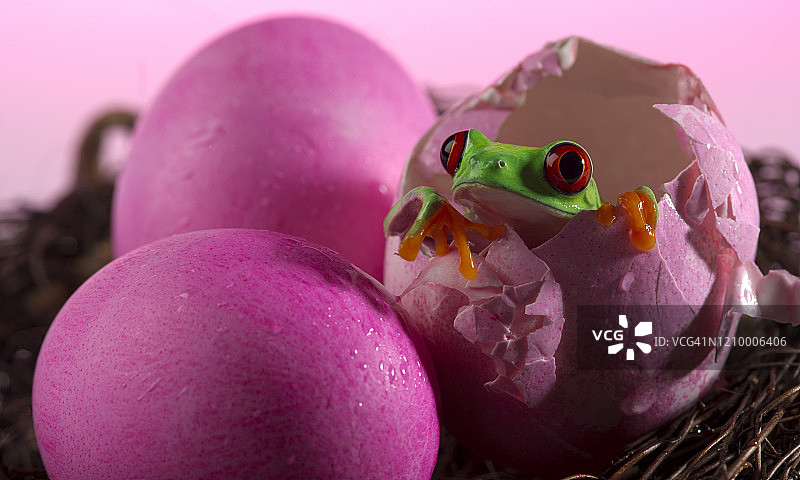粉色蛋壳里的红眼树蛙图片素材