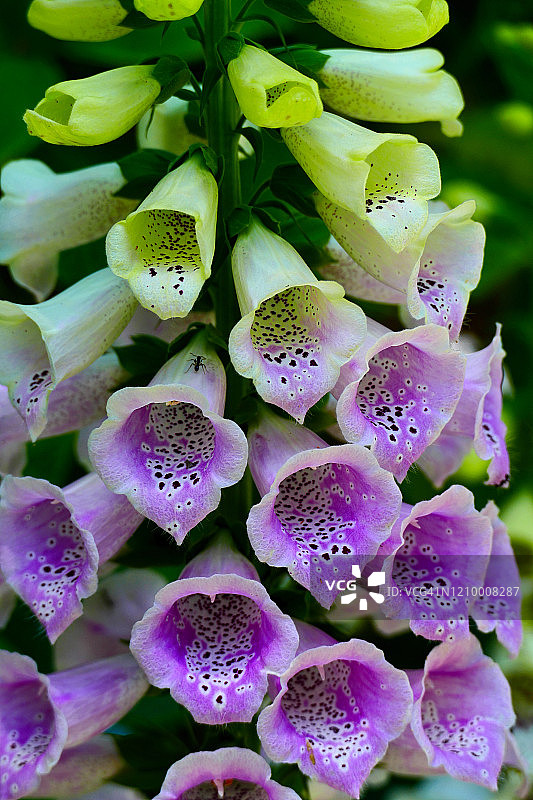 花园里美丽的毛地黄花图片素材