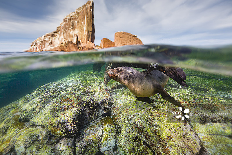 在蓝色海洋中水下畅游的加州海狮图片素材