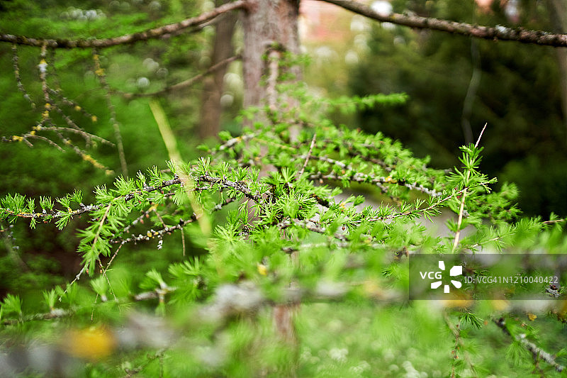 开花的仙人掌植物，快乐的春花，清新图片素材