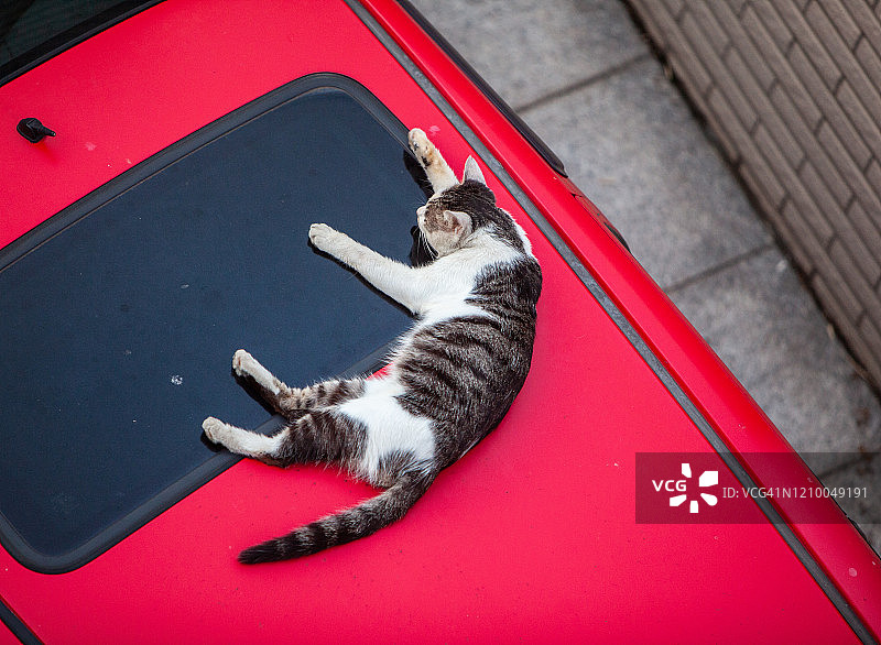 虎斑猫在红色汽车顶上睡觉图片素材