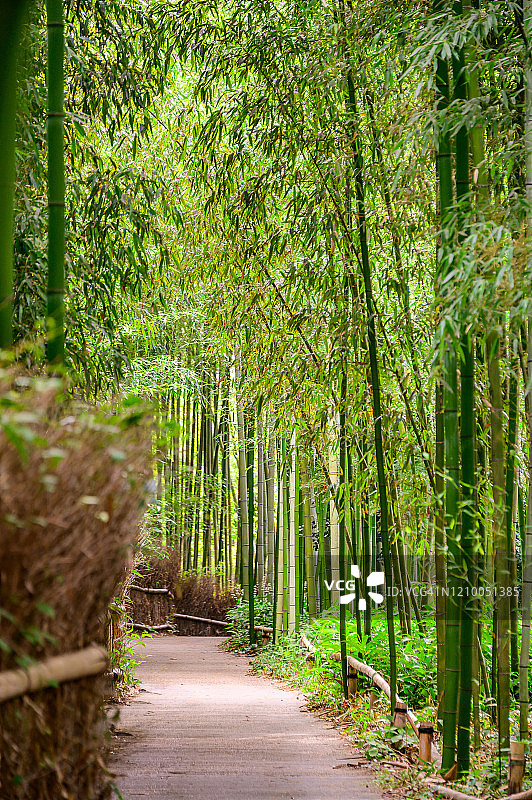 日本京都岚山竹林晨景图片素材