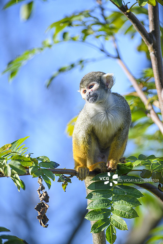 坐在树上的黑帽松鼠猴图片素材