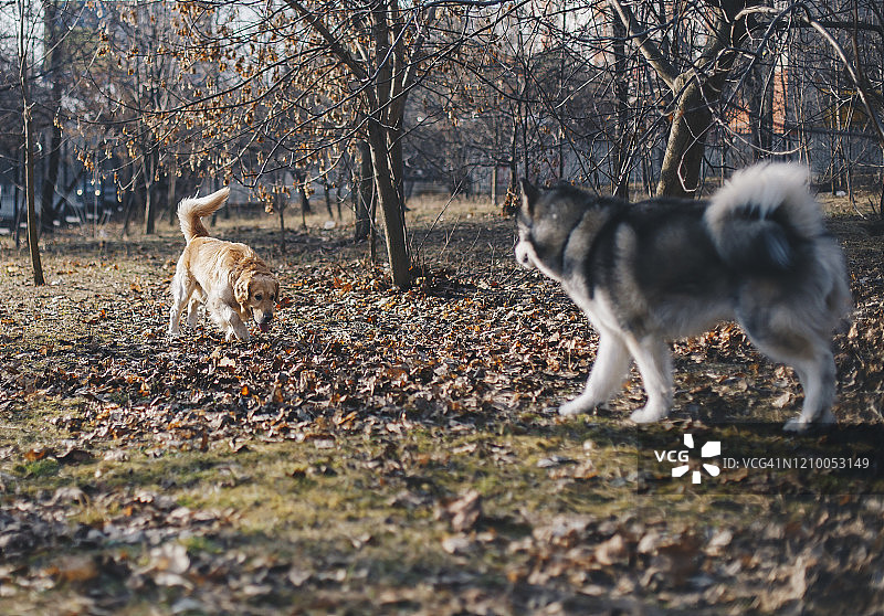 两只小狗一起玩耍图片素材