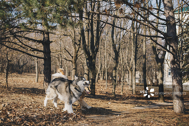 两只小狗一起玩耍图片素材