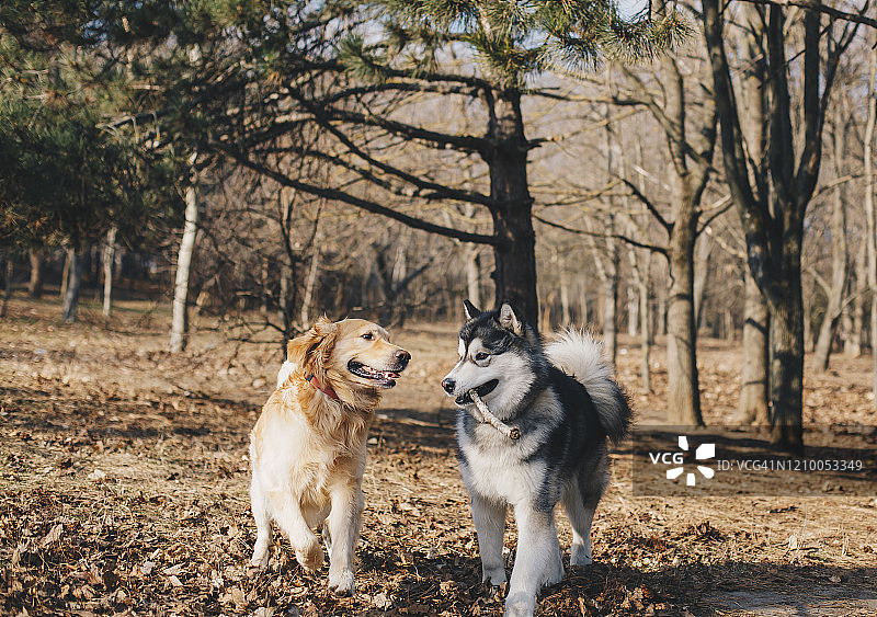 两只小狗一起玩耍图片素材