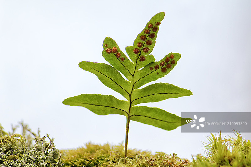 蕨类植物孢子图片素材