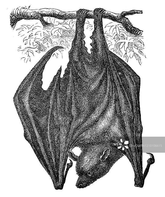 蝙蝠与食虫动物复古雕刻插图，来自1894年出版的流行百科全书图片素材