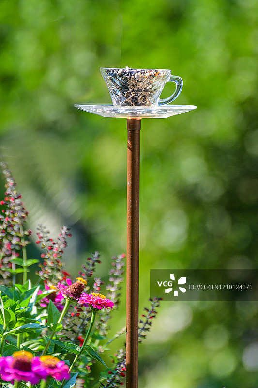花园中独特的杯碟鸟食喂食器图片素材