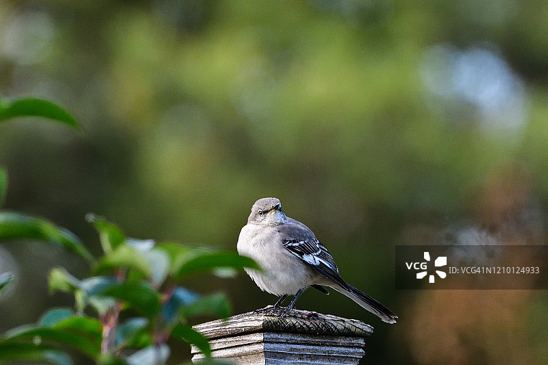 栖息在花园木桩上的知更鸟图片素材