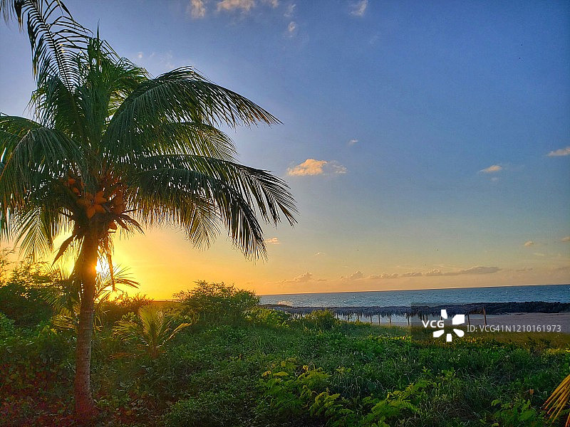 棕榈树下的日落图片素材