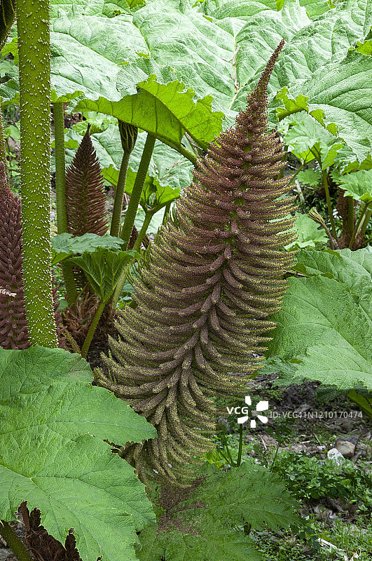 晚春时节的大王莲图片素材