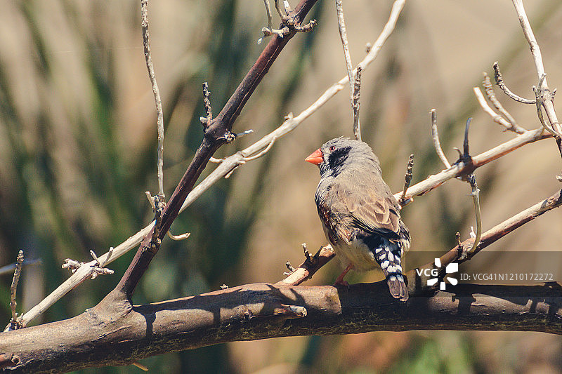 斑胸草雀图片素材