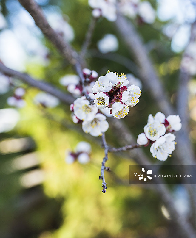 杏树开花图片素材