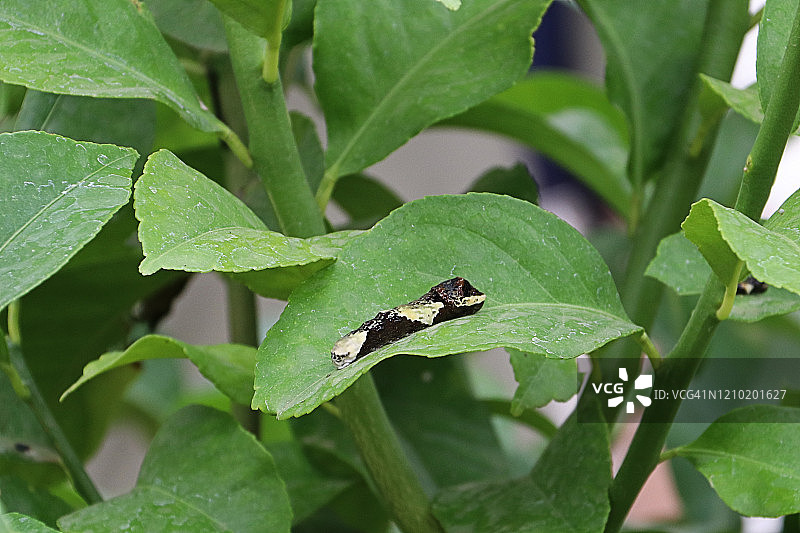 巨型燕尾蝶毛毛虫图片素材
