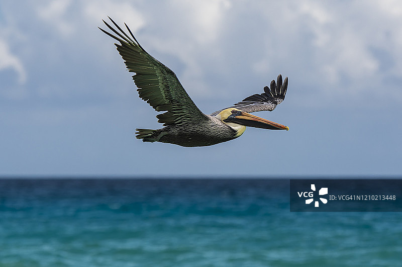 海滩上飞行的鹈鹕图片素材