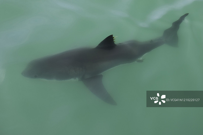 大白鲨图片素材