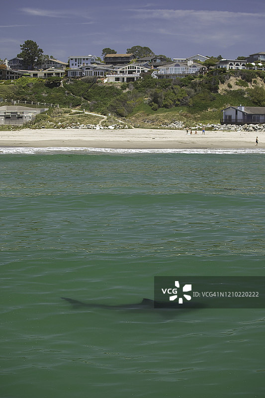 大白鲨图片素材