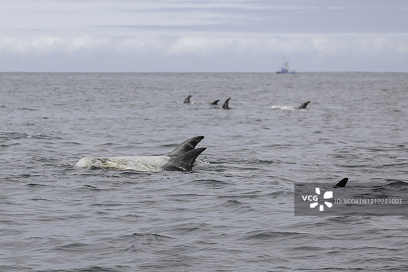 瑞氏海豚图片素材